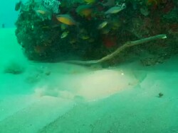 MS Shot of Electric ray lying on sea floor covering with sand and moving around / Matola, Maputo, Mozambique Stock Footage