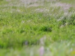 Springtime prairie in Andorra Stock Footage