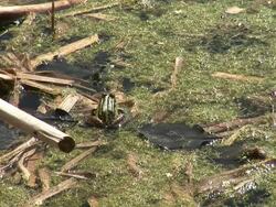 HD: Jump frog Stock Footage