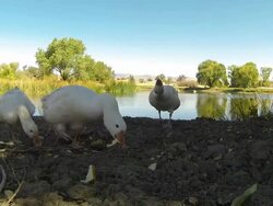 Large group of white Geese Stock Footage