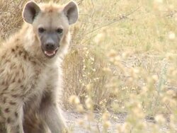 MS TU TD Shot of hyena looks around then lies down in dirt / ghanzi district, ghanzi district, botswana Stock Footage