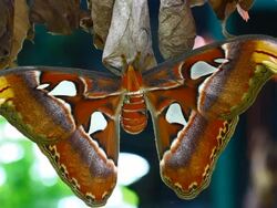 butterfly Stock Footage