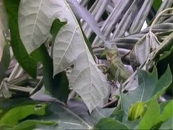 Lizard, MCU two lizards, one walks off, other eats leaf, pulls out, zooms in;; Panama; Stock Footage