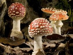 Group of Fly agaric toadstools (Amanita muscari) growing and caps opening Stock Footage