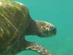 Tropical Sea Turtle High Definition Saved Highest Quality Stock Footage