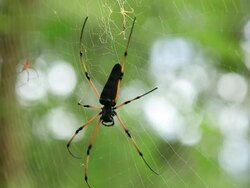 Tropical Spider Stock Footage