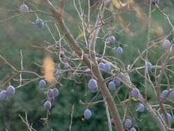 LS DS Branch Of Plums Stock Footage