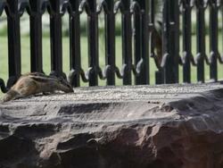 Squirrel Stock Footage