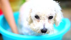 dog washing in a basin Stock Footage