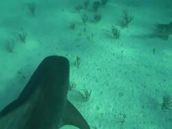 POV hand-held - A diver clings to a tiger shark's dorsal fin. / Bahamas Stock Footage