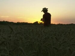 Low Angle push-in tracking-left-A farmer examines crops in a field at sunrise. / Kansas, USA Stock Footage