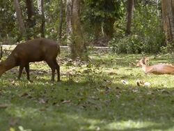 hart eat grass and hind siting Stock Footage