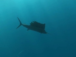 MS TS Sailfish schooling to hunt bait ball / Playa del Carmen, Isla Mujeres, Mexico Stock Footage
