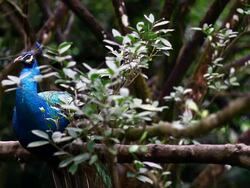 Peacock in the rain forest Stock Footage