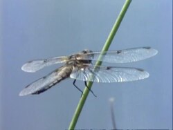 Dragonfly, CU on reed Stock Footage