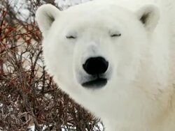 MS PAN View of polar bear sniffing / Churchill, Manitoba, Canada Stock Footage