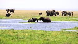 Elephants Fight Trainings Stock Footage