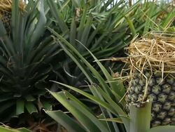 Pineapple Stock Footage