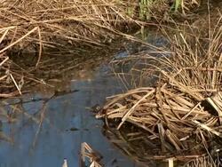HD: Pond in the summer Stock Footage