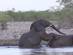 Elephants playing in the water, Slow Motion Stock Footage