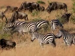 Great Wildebeest Migration in Kenya Stock Footage