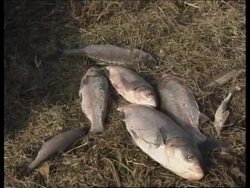 SERBIA: CYANIDE SPILL SITUATION UPDATE (V) News Clip