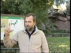 Tiger with sore tooth faces the dentist's drill News Clip