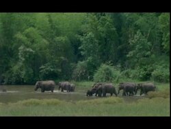WA Asian Elephants, Elephas maximus, large herd including calves at water hole, India Stock Footage