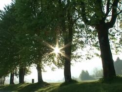 HD: Trees in the sunset Stock Footage