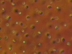 ECU Shot of Chlamydomonas (Chlamydomonas is used as model organism for molecular biology, especially studies of flagellar motility and chloroplast dynamics, biogenesis, and genetics) / Newcastle Emlyn, Ceredigion, United Kingdom Stock Footage