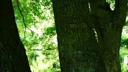 Forrest with pond Stock Footage