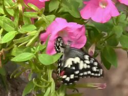 exotic butterflies in the garden Stock Footage