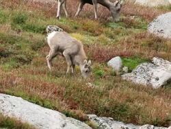 MS TS Shot of herd of bighorn sheep with lambs grazing on fall colored tundra with running and jumping / Idaho Springs, Colorado, United States Stock Footage