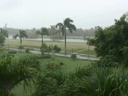 Tropical rain  60i Stock Footage