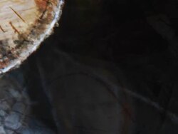 LOG BIRCH TREE - expanding flow to the corners (loop) Stock Footage