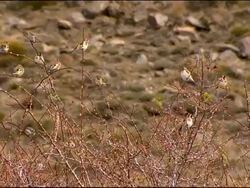 Goldfinches (Carduelis carduelis) sitting on shrub, Parque Natural Sierra Nevada, Andalucia, Spain Stock Footage
