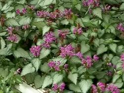 Cicadas crawling on flowers.  Medium shot Stock Footage
