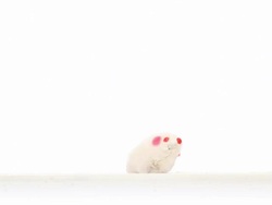 Mouse and Cat Stock Footage