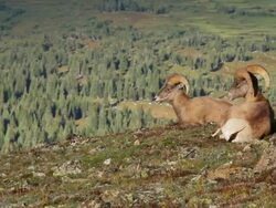 MS PAN Shot of bighorn rams grazing and resting on tundra / Grand Lake, Colorado, United States Stock Footage