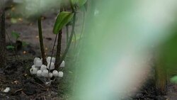 Glowing mushroom Stock Footage