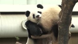 Raw: Mom and Baby Pandas Celebrate Birthdays Instructional Video