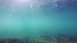 Fish under water Stock Footage