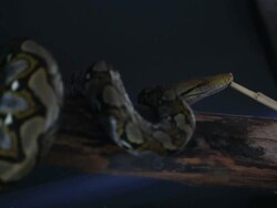 Reticulated python Stock Footage