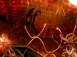 Baby batfish hiding in ocean trash Stock Footage