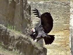 MS SLO MO Shot of Andean Condor, vultur gryphus landing on rocks Stock Footage
