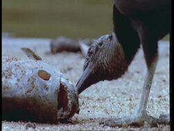 CU Black vulture eating washed up piranha, South America Stock Footage