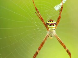 Spider Stock Footage