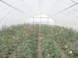 Greenhouse Stock Footage