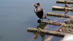 Wet bird Stock Footage