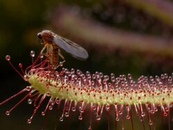 Midge caught on Sundew (Drosera capensis) Stock Footage